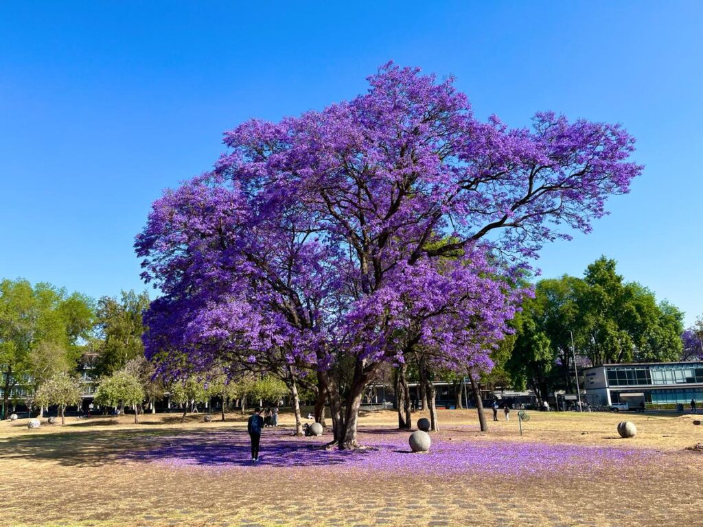 Tatsugoro Matsumoto y la magia de las jacarandas en México