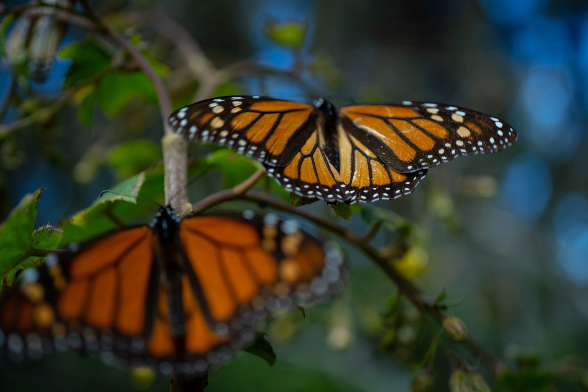 La población de mariposa monarca cae 59.3% en los bosques de México