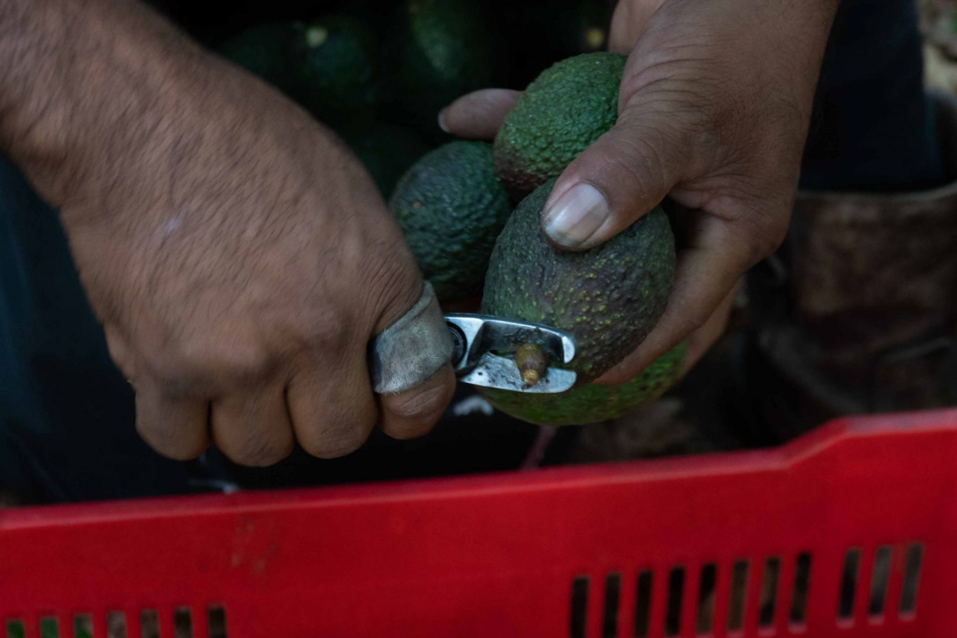 La anomalía del aguacate michoacano: la violencia no daña el negocio