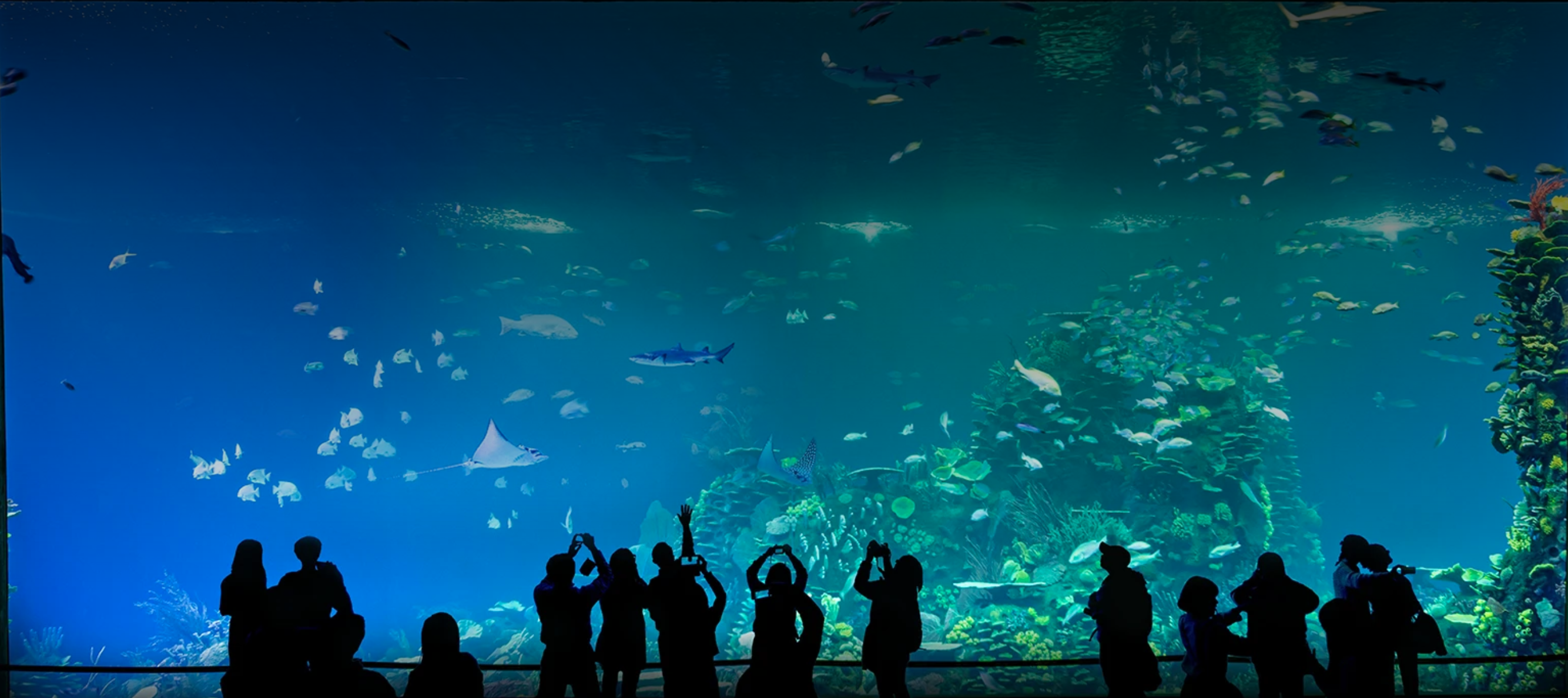 El Gran Acuario de Mazatlán de Neto Coppel recibió 600 mdp del gobierno de su primo Quirino Ordaz