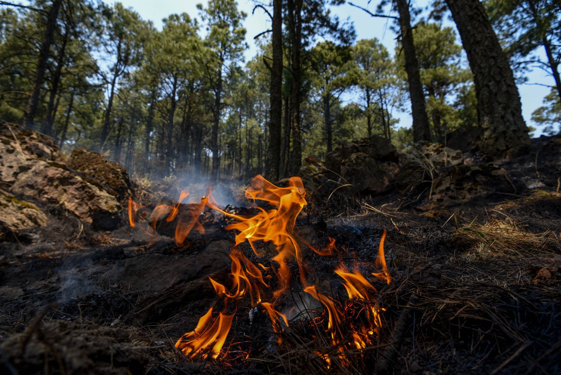 Fuego en el Bosque de Agua