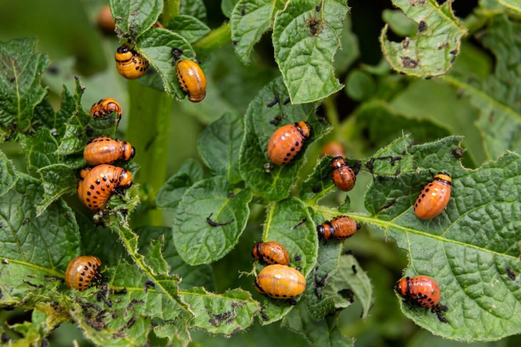 Otra consecuencia de las guerras: la propagación de especies invasoras