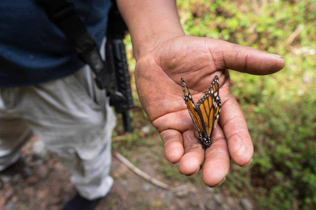 MARIPOSA MONARCA:                                                                  Su defensa armada