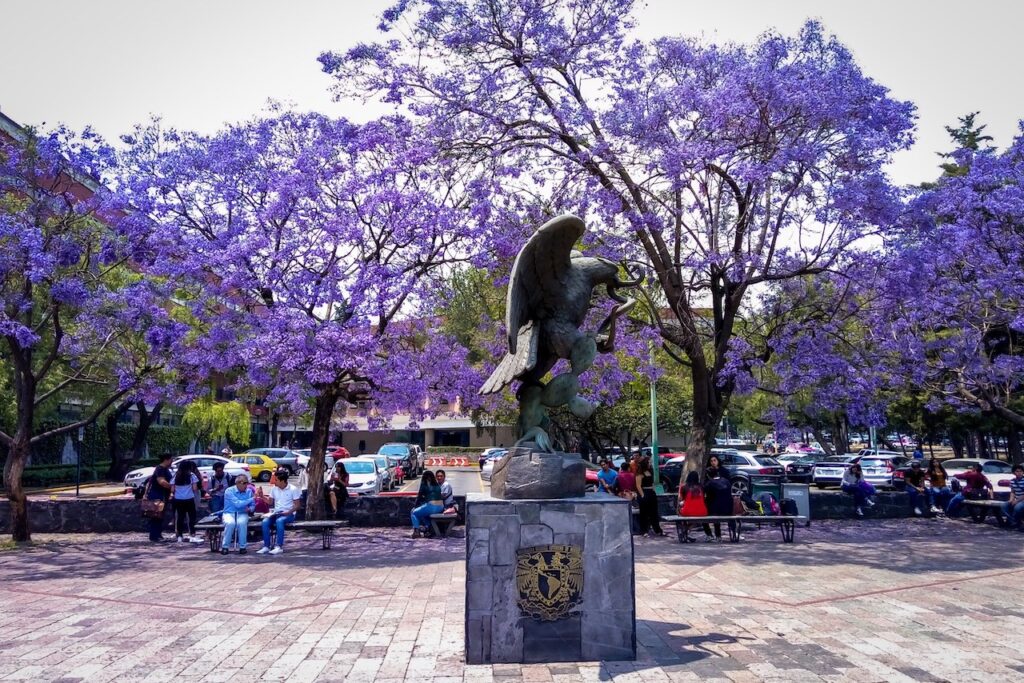 Beca de manutención UNAM 2024: de cuánto es el apoyo