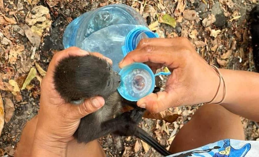 Más de 100 monos aulladores mueren en Chiapas y Tabasco, en medio de las altas temperaturas