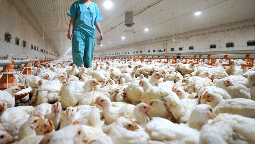 Confirma la OMS el fallecimiento de una persona en México por gripe aviar H5N2
