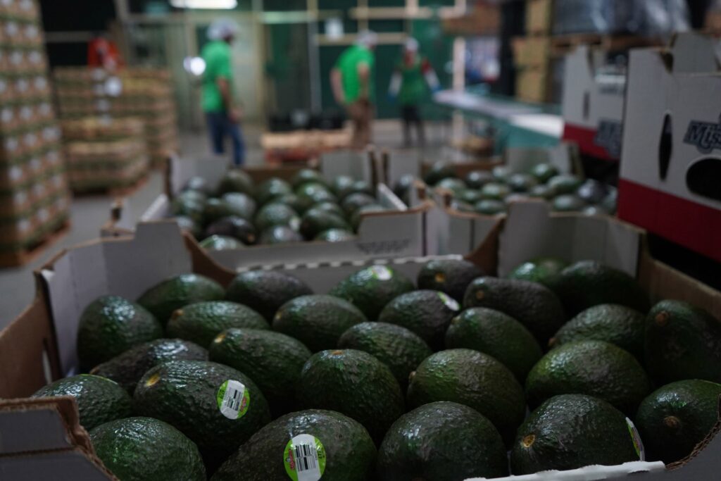 El oro verde del Super Bowl: las extorsiones restan hasta 5% al valor del aguacate, dice la ANPEC