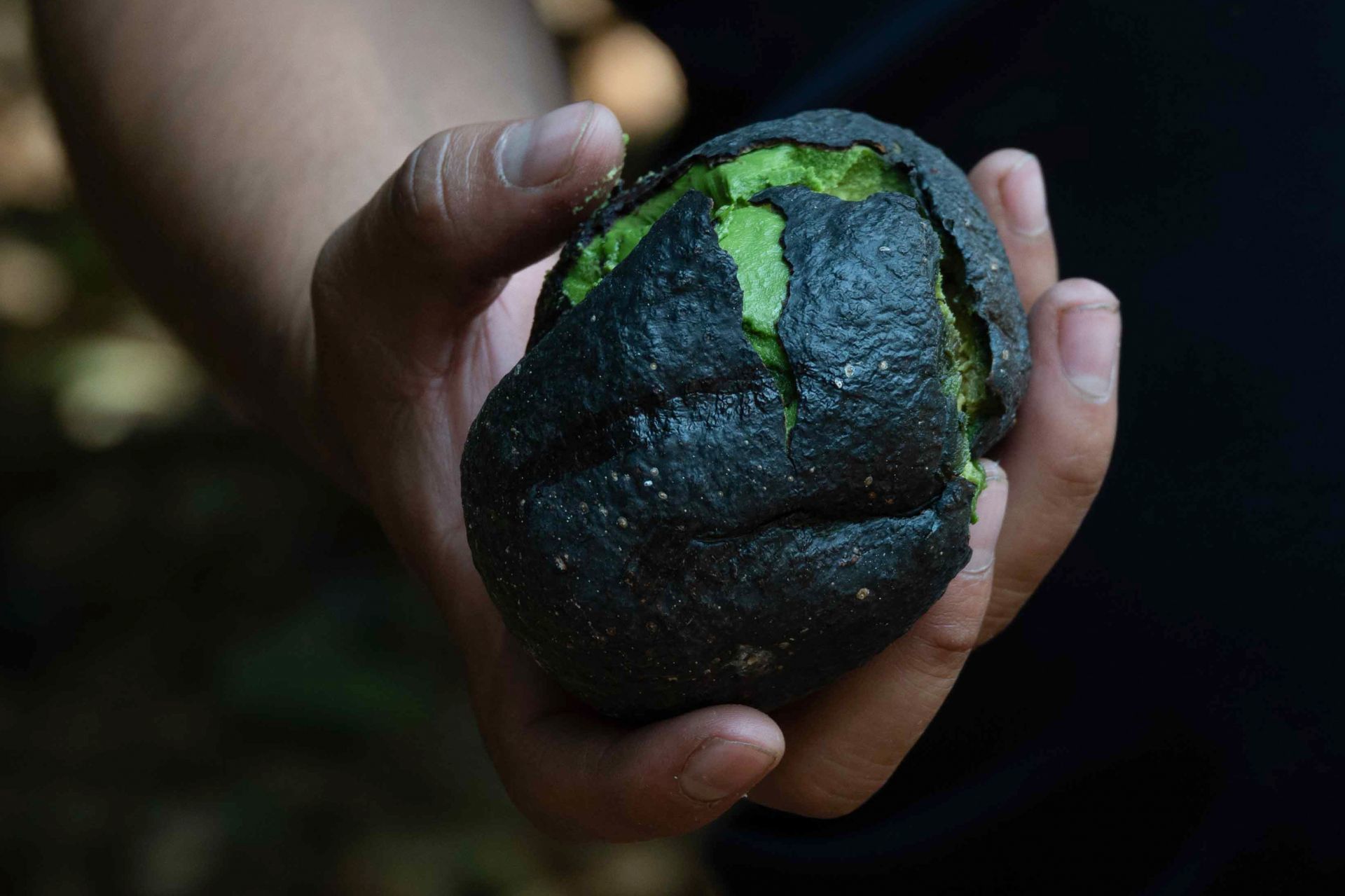 EU frena la importación de aguacate y mango de Michoacán por agresiones a su personal