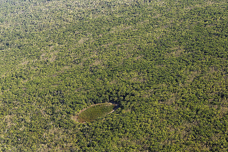 Grupo Xcaret pretende arrasar con 150 hectáreas de la Selva Maya, alerta Greenpeace 