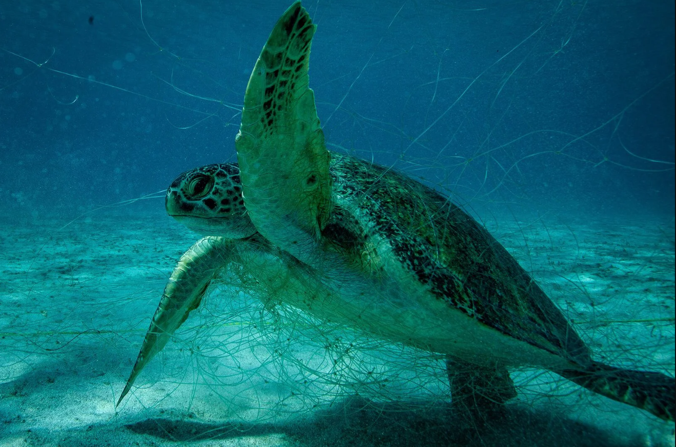 Estados Unidos sanciona pesca ilegal en México