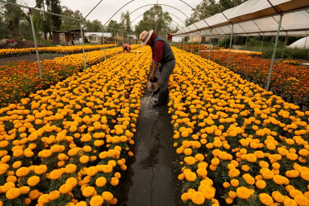 Las inundaciones ahogan el comercio de flor de Cempasúchil 