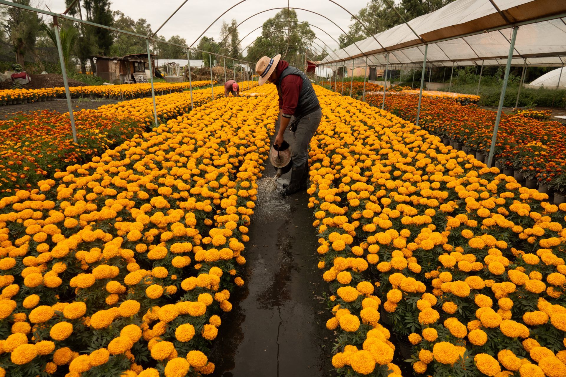 Las inundaciones ahogan el comercio de flor de Cempasúchil 