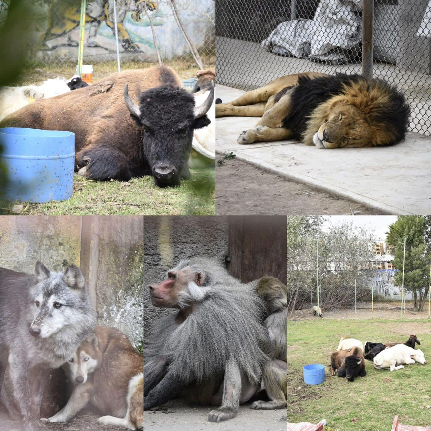 27 animales exóticos son rescatados en cateo al Cártel de Sinaloa
