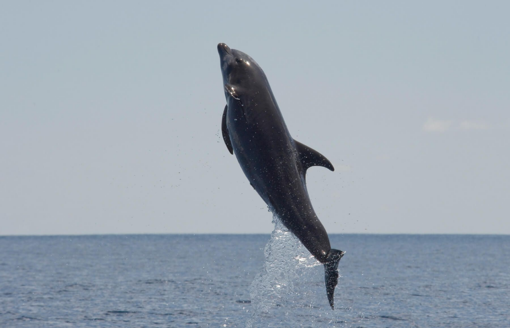 fentanilo delfines