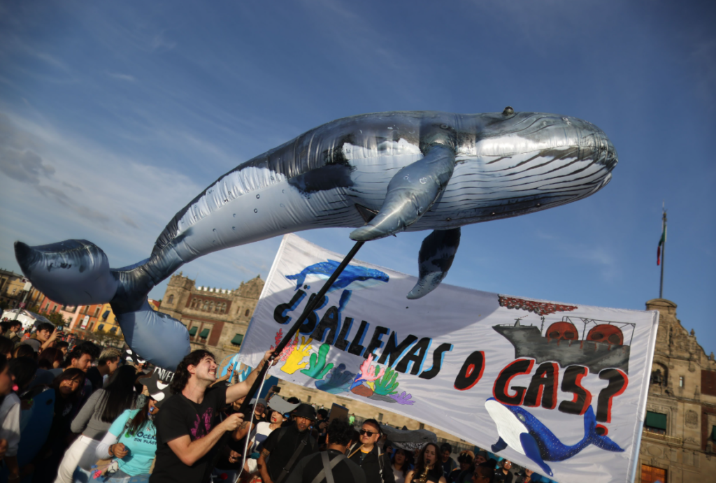 Ballenas en el Zócalo: organizaciones protestan contra Proyecto Saguaro
