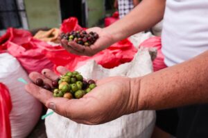 café cártel de sinaloa chiapas