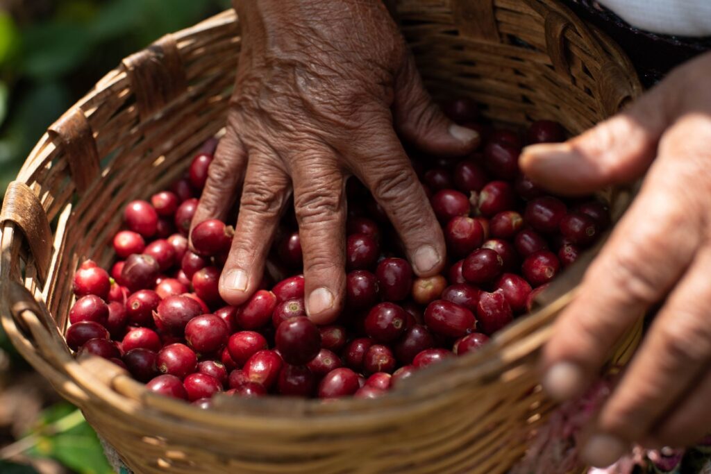 Acuerdo histórico: 86% de productos agroalimentarios llegarán a Europa  con arancel cero
