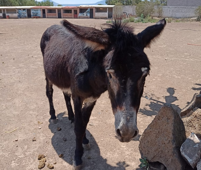 El albergue Burrolandia reporta el robo de cuatro ejemplares