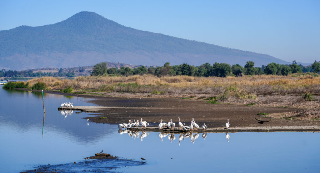 Salvar al Lago de Pátzcuaro