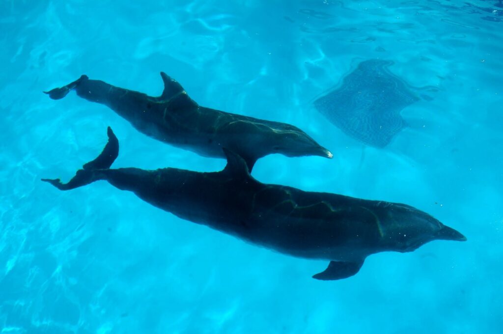 Profepa suspende delfinario en hotel de la Riviera Maya por muerte de delfines