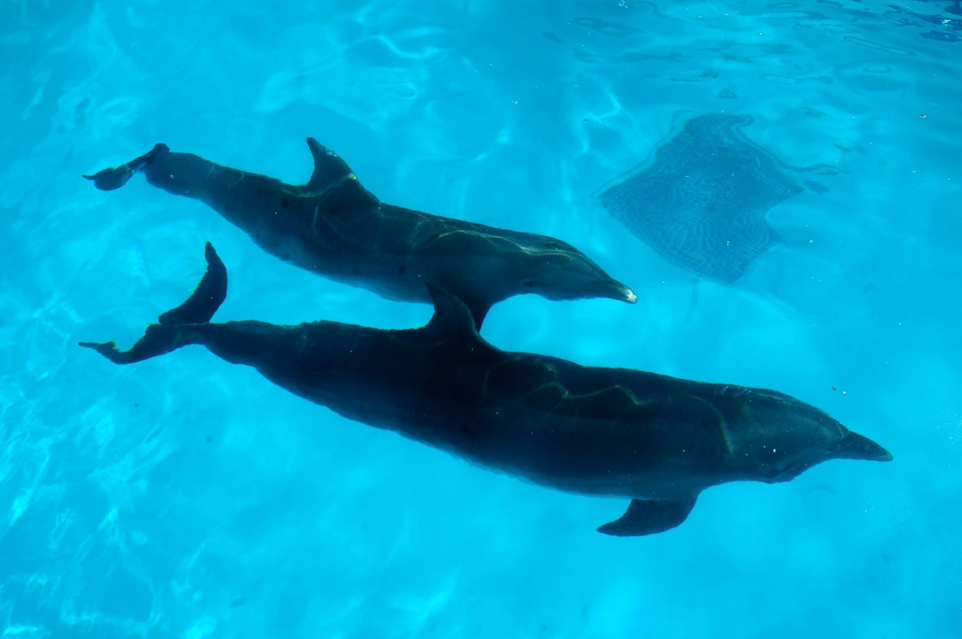 Profepa suspende delfinario en hotel de la Riviera Maya por muerte de delfines