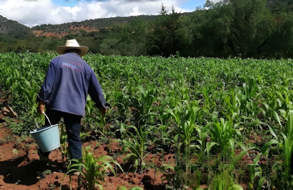 Apoyo de producción para el bienestar 2025: ¿cuándo depositan el pago?