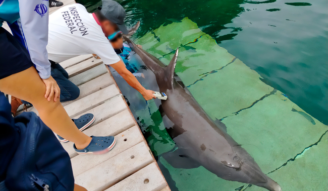 Clausuran definitivamente delfinario en Hotel Barceló Rivera Maya