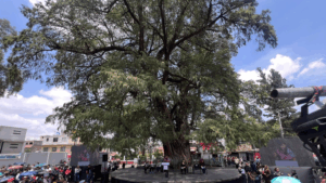 árboles Ciudad de México