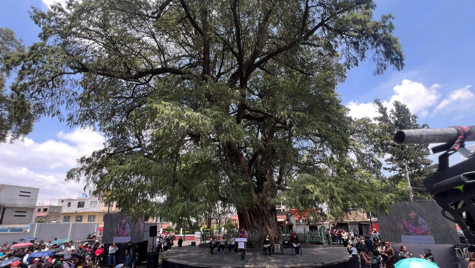 Doce árboles centenarios son ahora patrimonio natural de la Ciudad de México