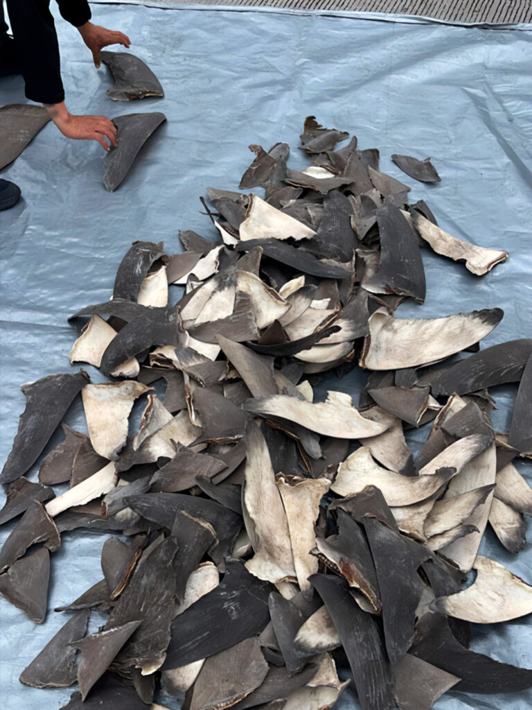 La Profepa asegura más de 2 mil kilos de aletas de tiburón