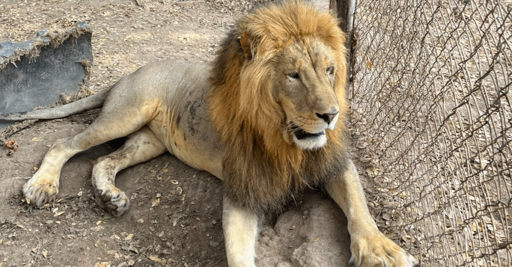 Fiscalía rescata dos leones en Nayarit tras denuncia ciudadana