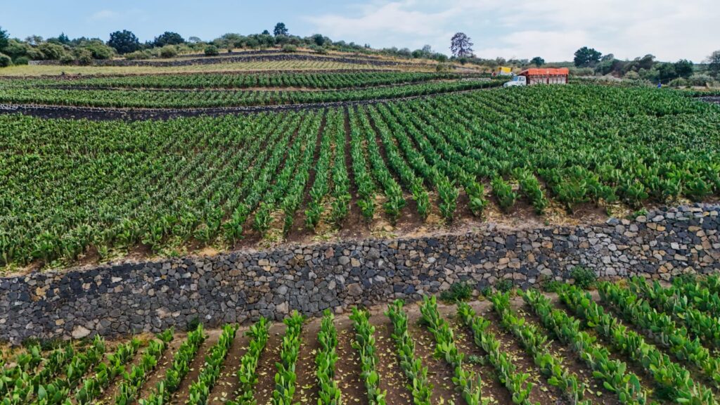 Clara Brugada declara terrazas agrícolas Patrimonio Biocultural de Cdmx