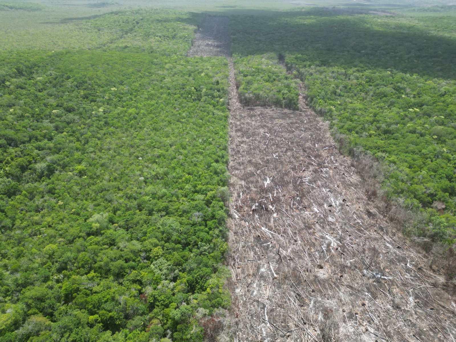 Clausuran predios de menonitas en el sureste; devastaron más de 2,600 has. de selva maya