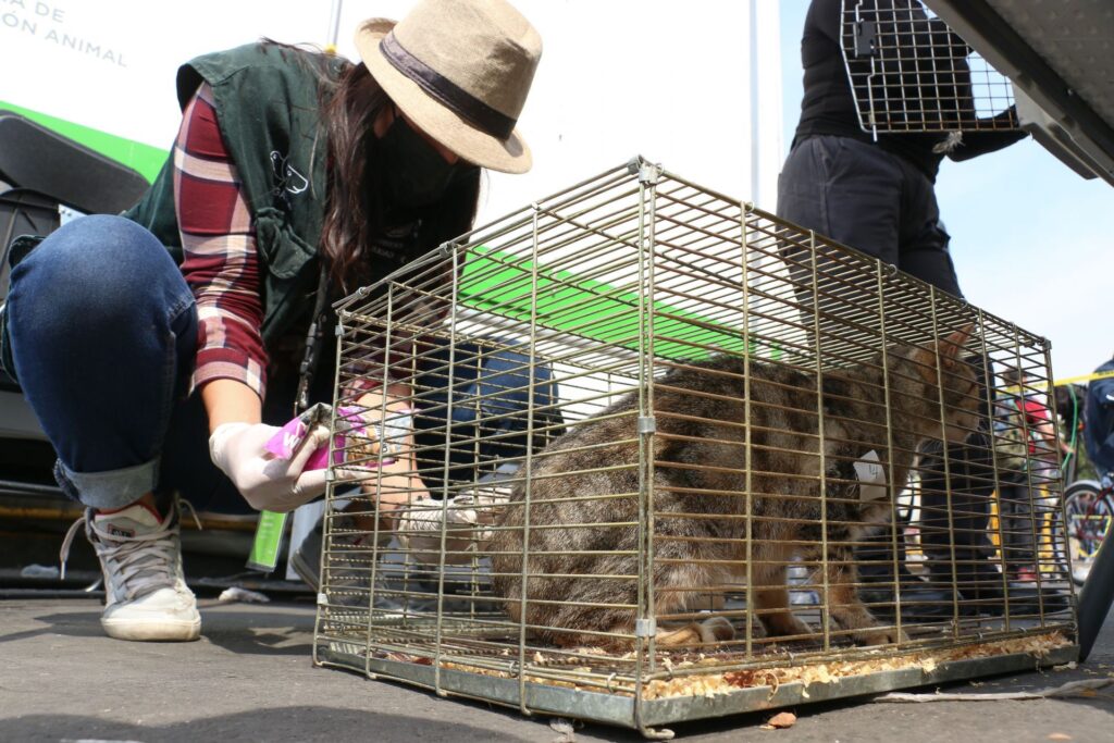 Prohíben venta de animales en Mercado de Sonora