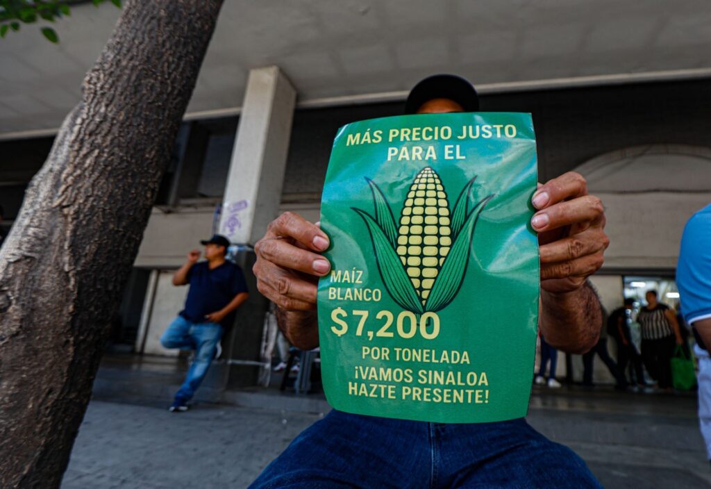 El gobierno ofrece a productores de maíz blanco precio de garantía de $6,050 por tonelada; los agricultores lo rechazan: “es una grosería” El gobierno ofrece a productores de maíz blanco precio de garantía de $6,050 por tonelada; los agricultores lo rechazan: “es una grosería”