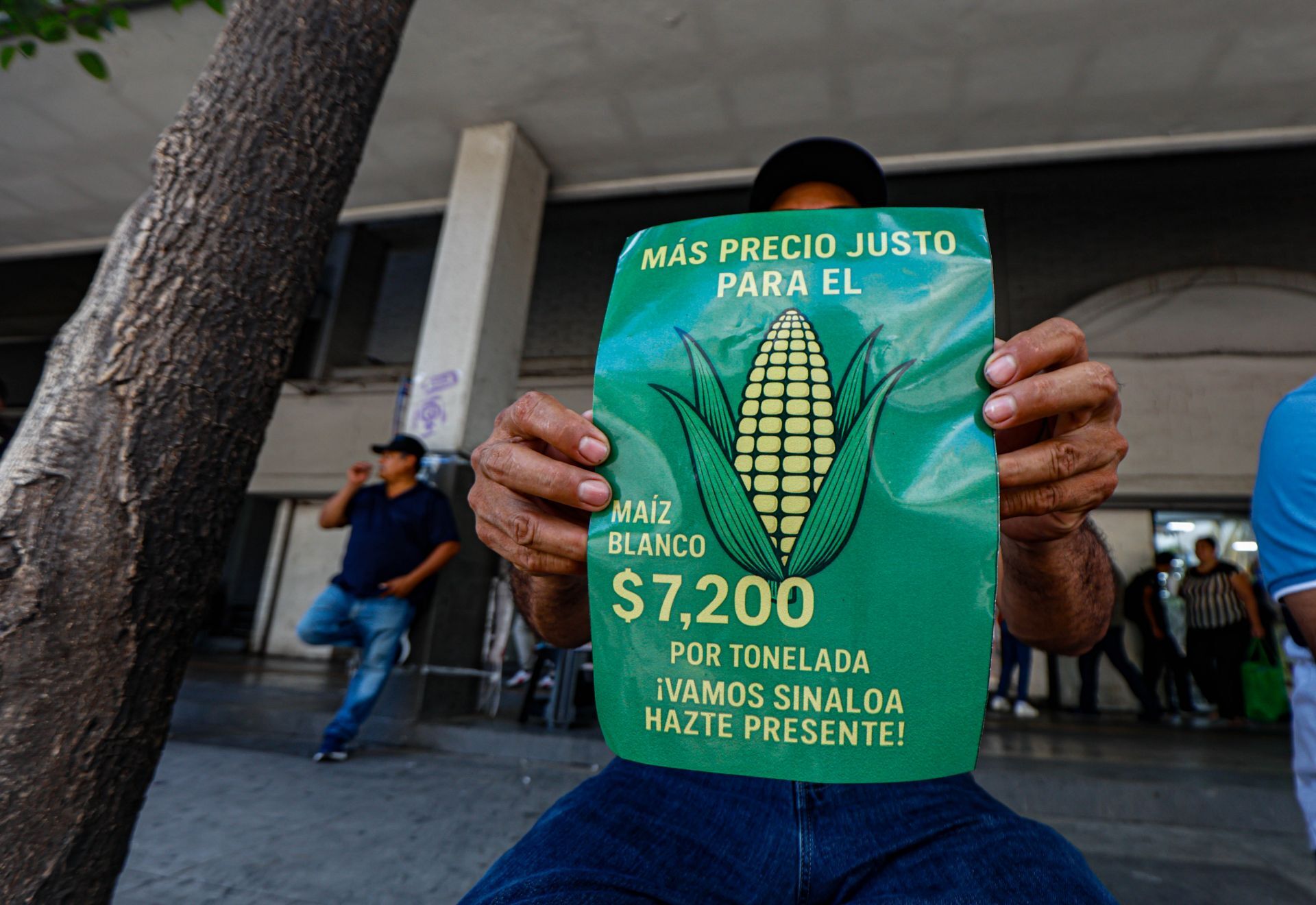 El gobierno ofrece a productores de maíz blanco precio de garantía de $6,050 por tonelada; los agricultores lo rechazan: “es una grosería” El gobierno ofrece a productores de maíz blanco precio de garantía de $6,050 por tonelada; los agricultores lo rechazan: “es una grosería”