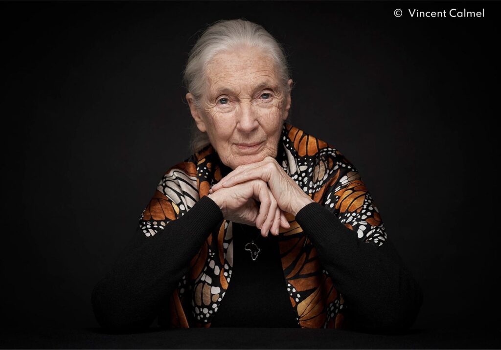 Jane Goodall cambió el paradigma de la evolución humana y el lugar que ocupamos en la naturaleza