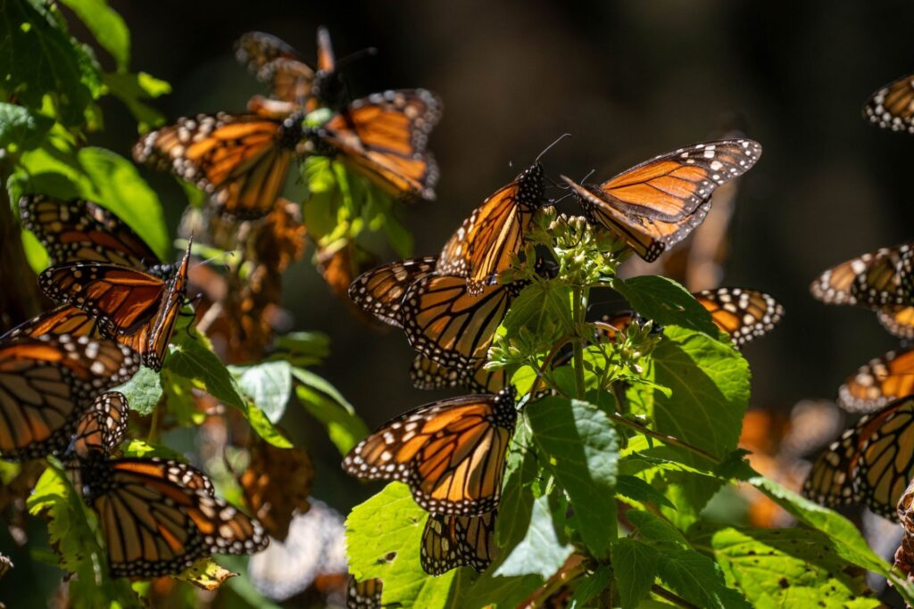 Mariposas monarcas con GPS llegan a santuarios de Michoacán Mariposas monarcas con GPS llegan a santuarios de Michoacán