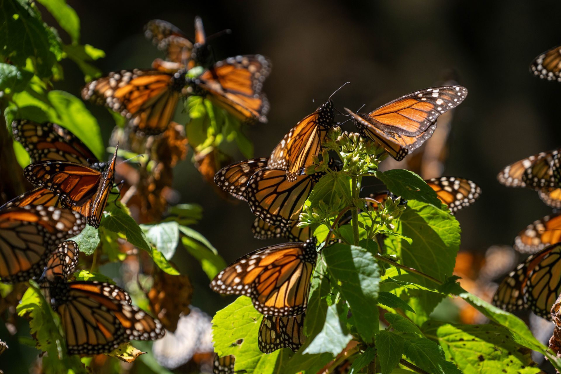 Mariposas monarcas con GPS llegan a santuarios de Michoacán Mariposas monarcas con GPS llegan a santuarios de Michoacán
