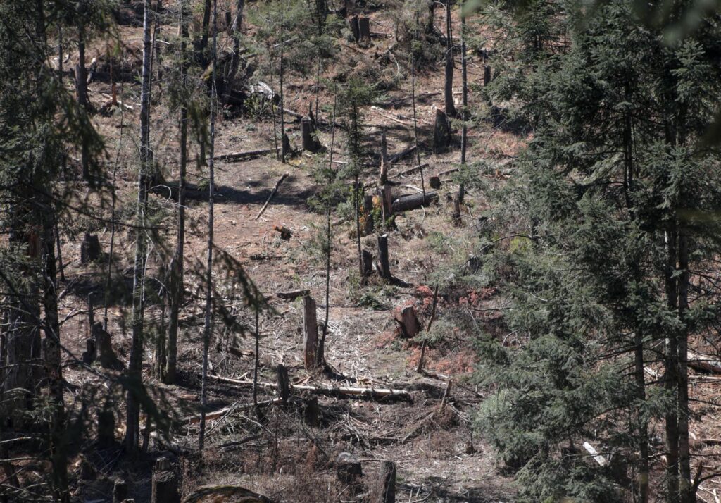 Legisladores endurecen penas por delitos ambientales Legisladores endurecen penas por delitos ambientales
