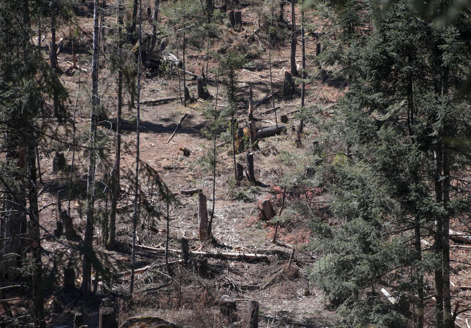 Legisladores endurecen penas por delitos ambientales