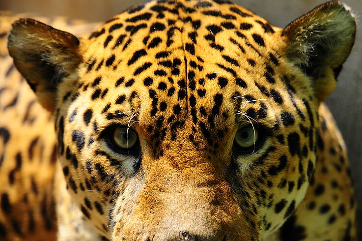 Tráfico de jaguares. Venden pieles y colmillos en Facebook Tráfico de jaguares. Venden pieles y colmillos en Facebook