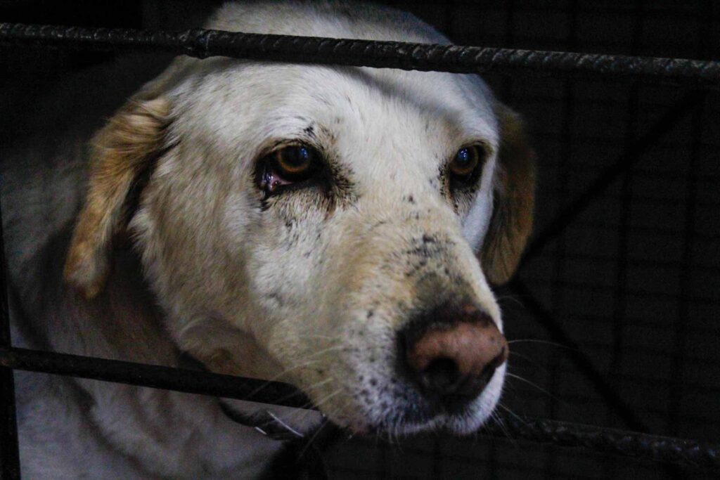 84 perros y animales exóticos rescatados en el Metro en 2025 84 perros y animales exóticos rescatados en el Metro en 2025