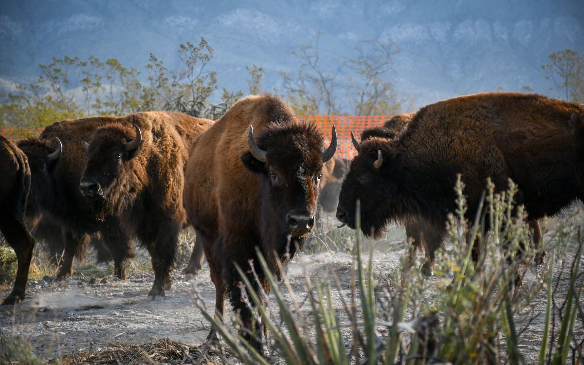 El regreso del gigante El regreso del gigante