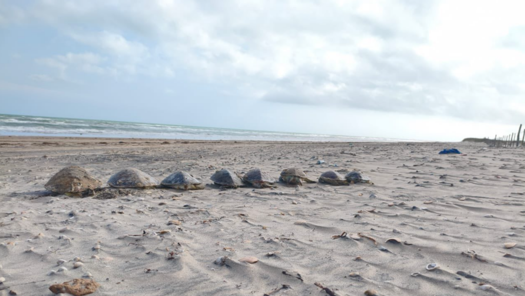 Más de 500 tortugas murieron durante 2025 en Playa Bagdad, Tamaulipas Más de 500 tortugas murieron durante 2025 en Playa Bagdad, Tamaulipas
