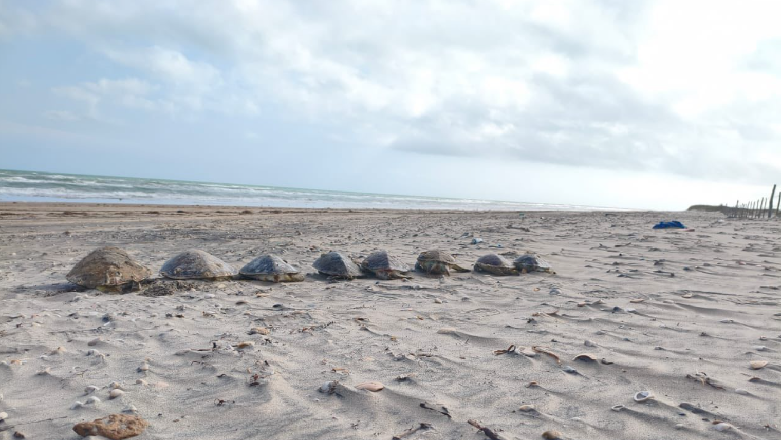 Más de 500 tortugas murieron durante 2025 en Playa Bagdad, Tamaulipas Más de 500 tortugas murieron durante 2025 en Playa Bagdad, Tamaulipas