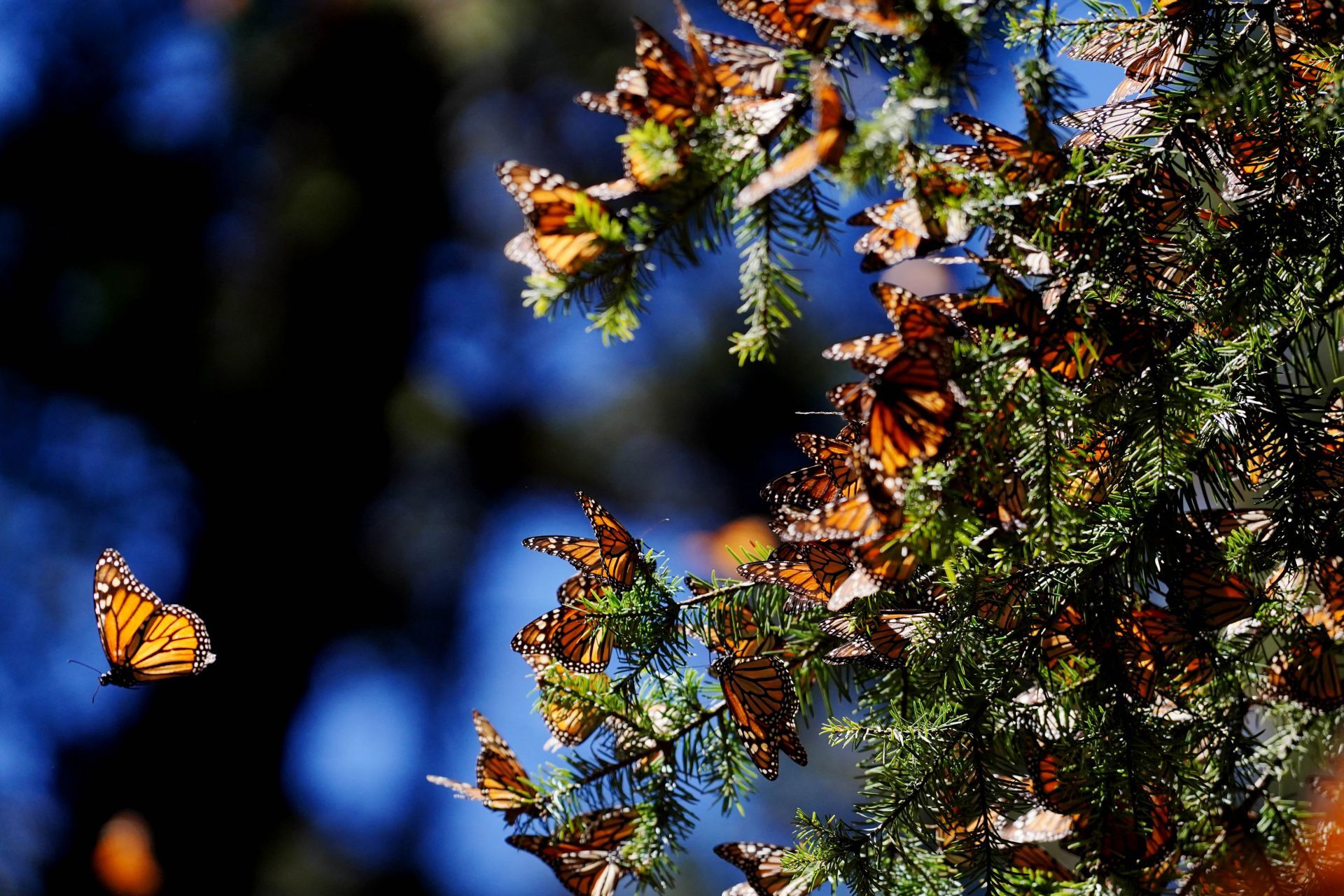 La mariposa monarca aumentó su presencia un 64% en los bosques mexicanos La mariposa monarca aumentó su presencia un 64% en los bosques mexicanos