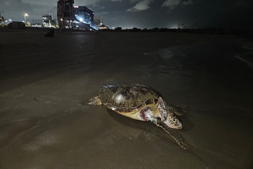 Sheinbaum niega que fuga de Pemex haya causado derrame de petróleo en el Golfo Sheinbaum niega que fuga de Pemex haya causado derrame de petróleo en el Golfo