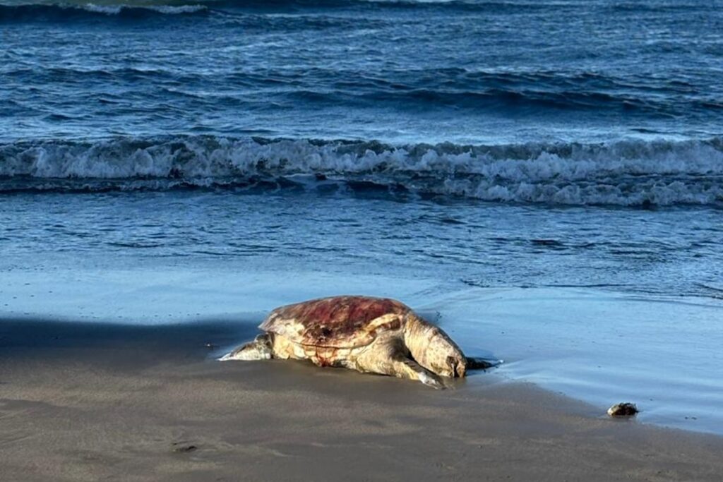 Las Imágenes del derrame de petróleo “sin control” en Golfo de México: se extiende por 630 km 