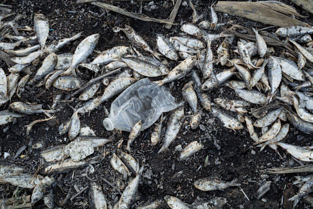 Reportan Toneladas de peces muertos en Tamaulipas; descartan riesgo sanitario